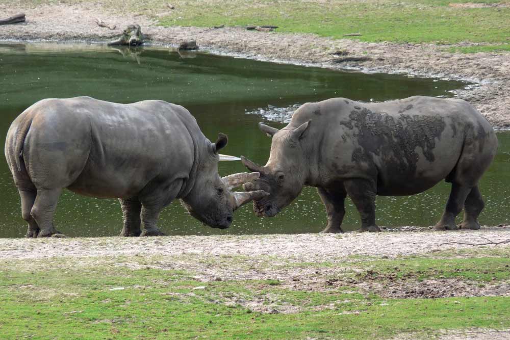 Black Rhinoceros Conservation Status And What We Can Do - Rhino Rest