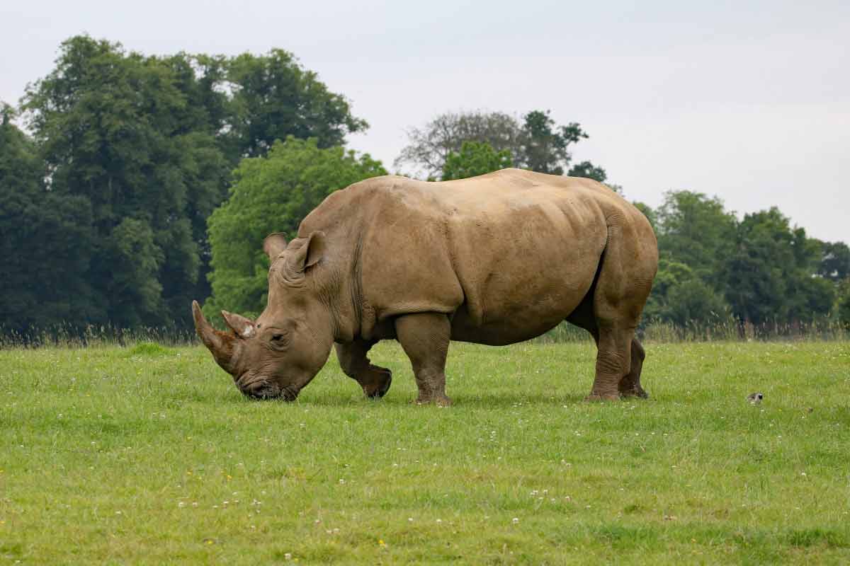 Southern White Rhinoceros Profile: Facts, Threats, Habitat, Diet ...