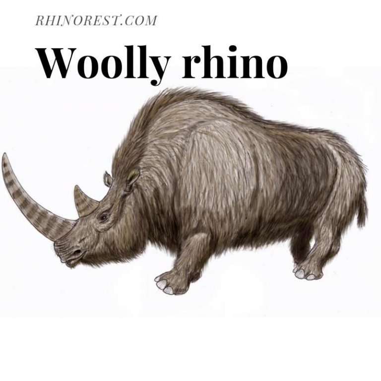 Woolly Rhino - Extinct Mammal Woolly Rhinoceros - Rhino Rest