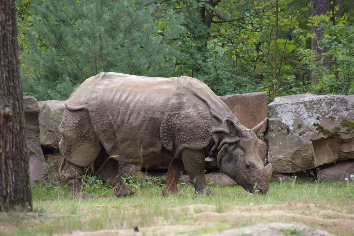 Indian Rhinoceros Profile: Facts, Traits, Diet, Conservation - Rhino Rest