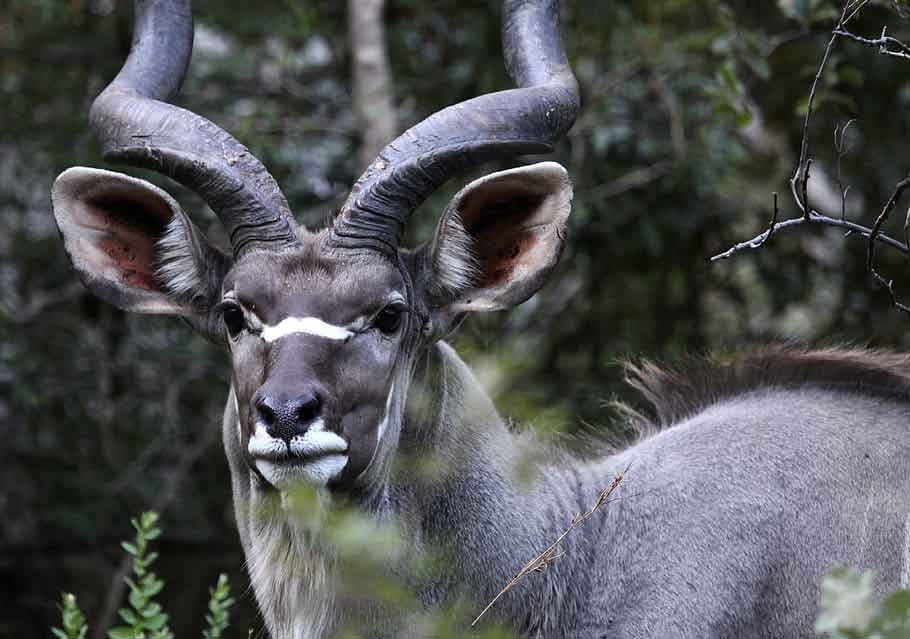 22 African Horned Deer Species Grandeur Aristocracy Rhino Rest