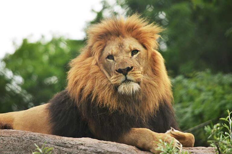 African Lion facts - Profile | Traits | Description | Behavior