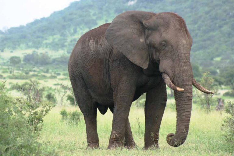 African Elephant Facts Profile Traits Habitat Tusk Behavior Rhino Rest