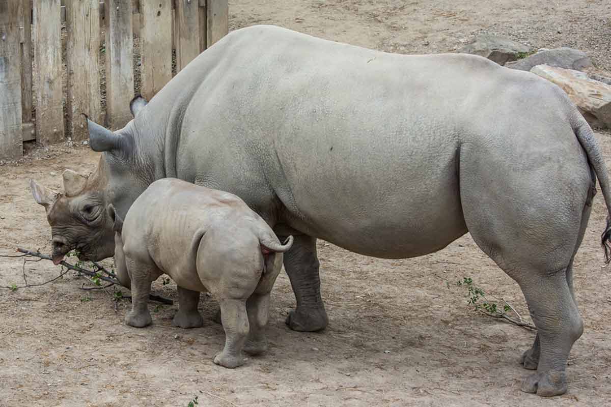 Rhino Reproduction Facts: Mating, Gestation, Cycle, Timeline - Rhino Rest