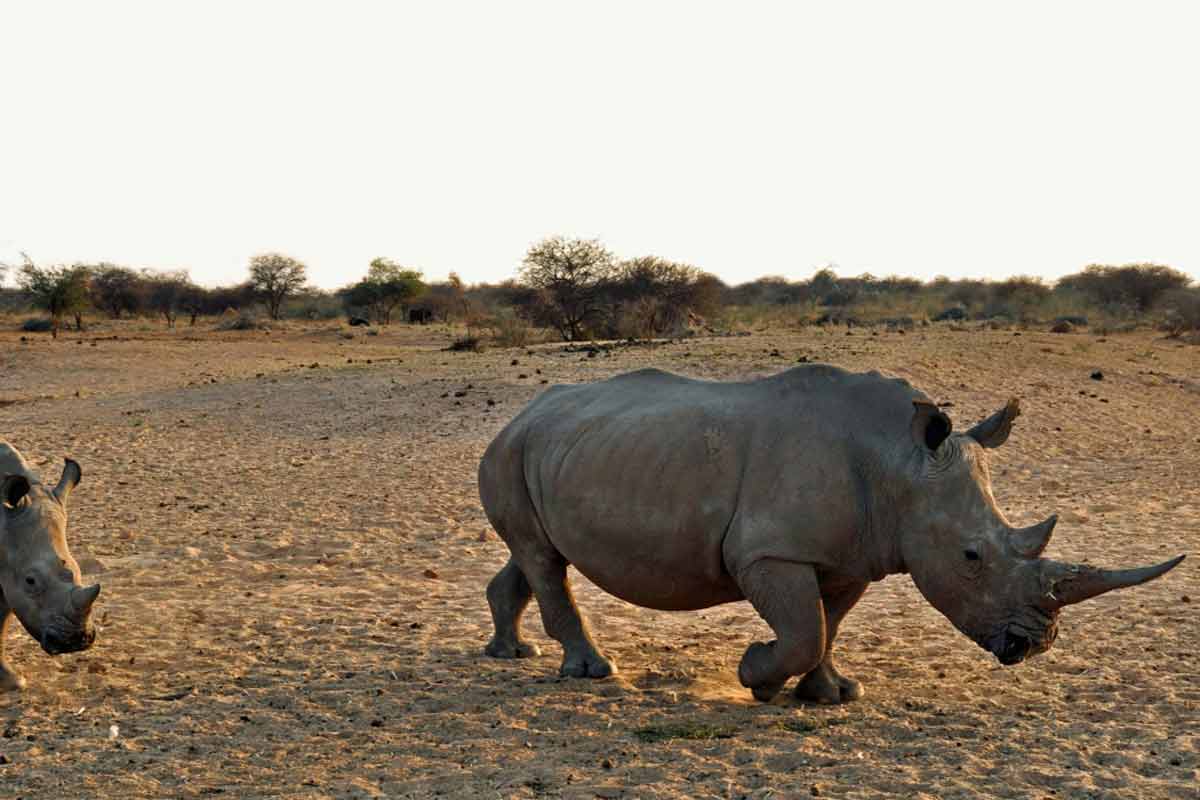 24 Northern White Rhino Interesting, and Fun Facts - Rhino Rest