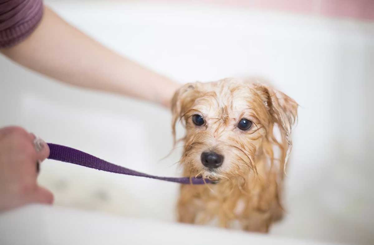 How often should you bathe your dog? Leia aqui Is it OK to bathe a dog